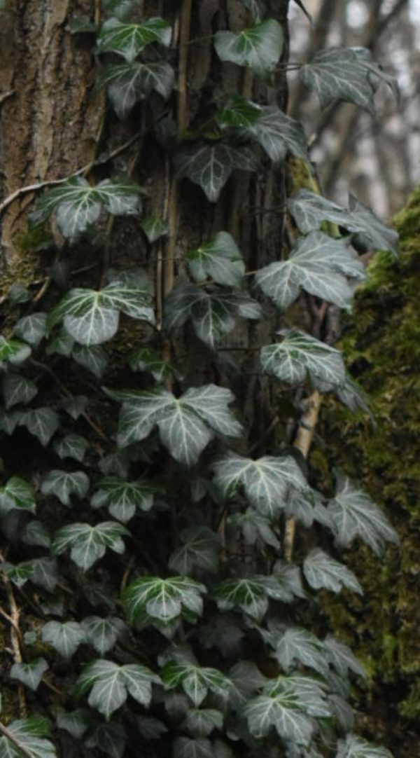 Hedera helix