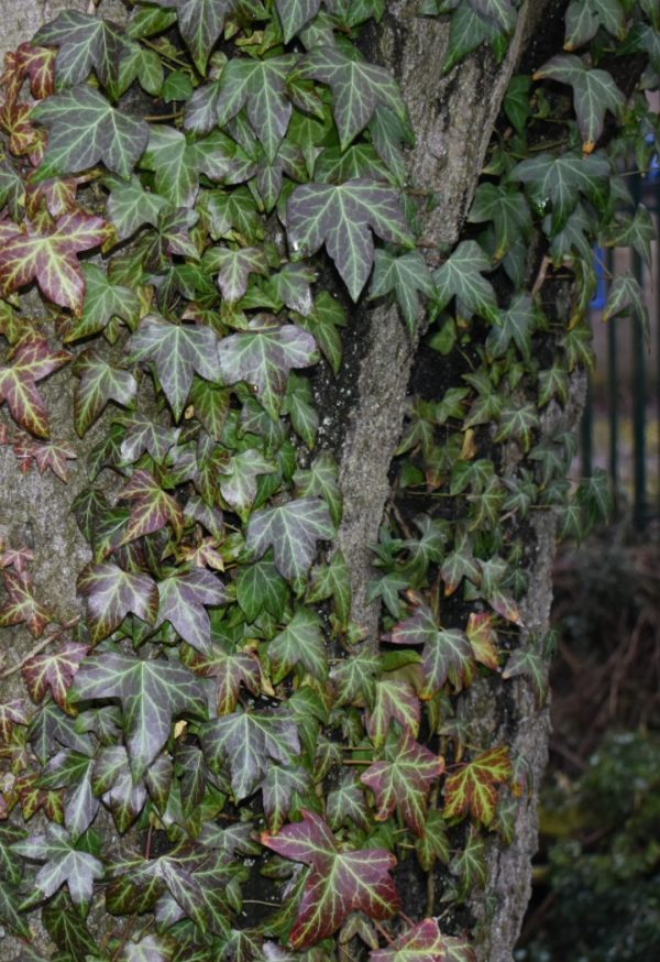Hedera helix