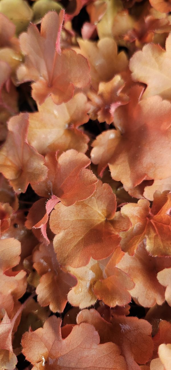 Heuchera 'Ruby Tuesday' Heuchera 'Ruby Tuesday'