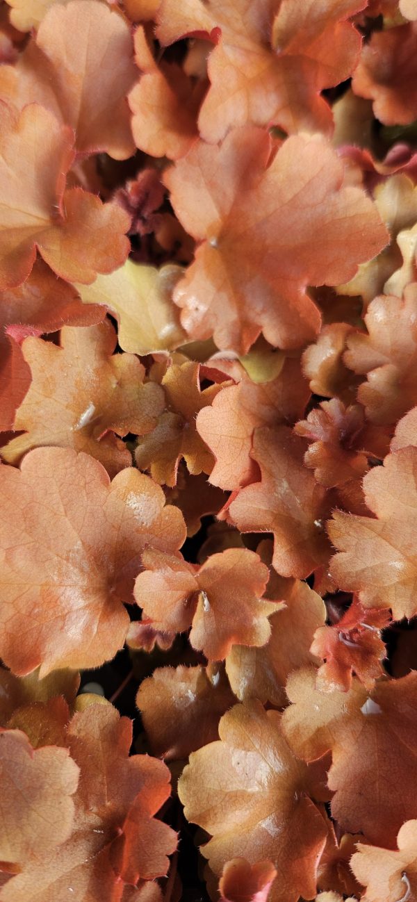 Heuchera 'Ruby Tuesday'2 Heuchera 'Ruby Tuesday'