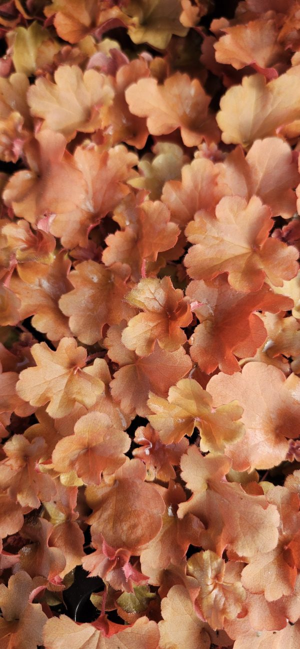 Heuchera 'Ruby Tuesday'3 Heuchera 'Ruby Tuesday'