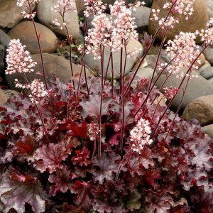 Heuchera 'Ruby Tuesday'