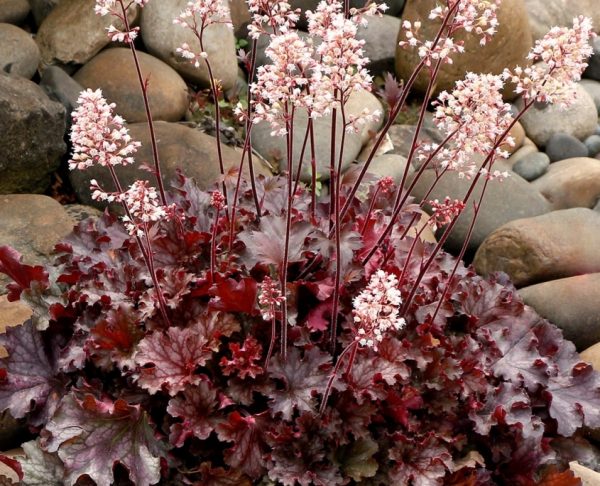 Heuchera 'Ruby Tuesday'4 Heuchera 'Ruby Tuesday'