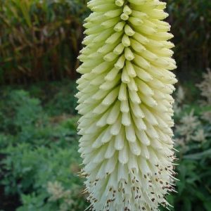 Kniphofia 'Ice Queen'