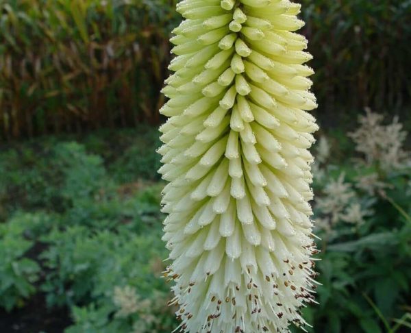 Kniphofia 'Ice Queen' Kniphofia 'Ice Queen'