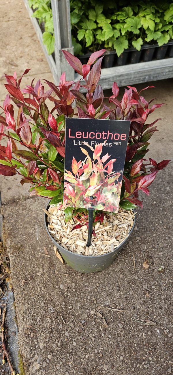 Leucothoe 'Little Flames'