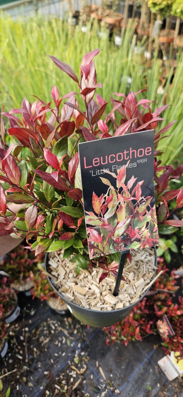 Leucothoe 'Little Flames'