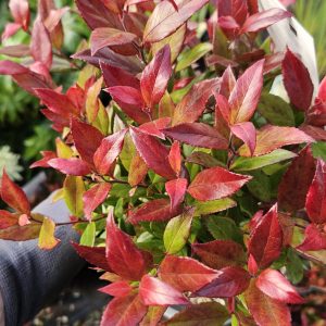 Leucothoe 'Little Flames'
