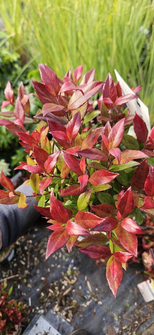 Leucothoe 'Little Flames'