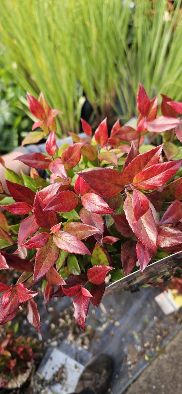 Leucothoe 'Little Flames'