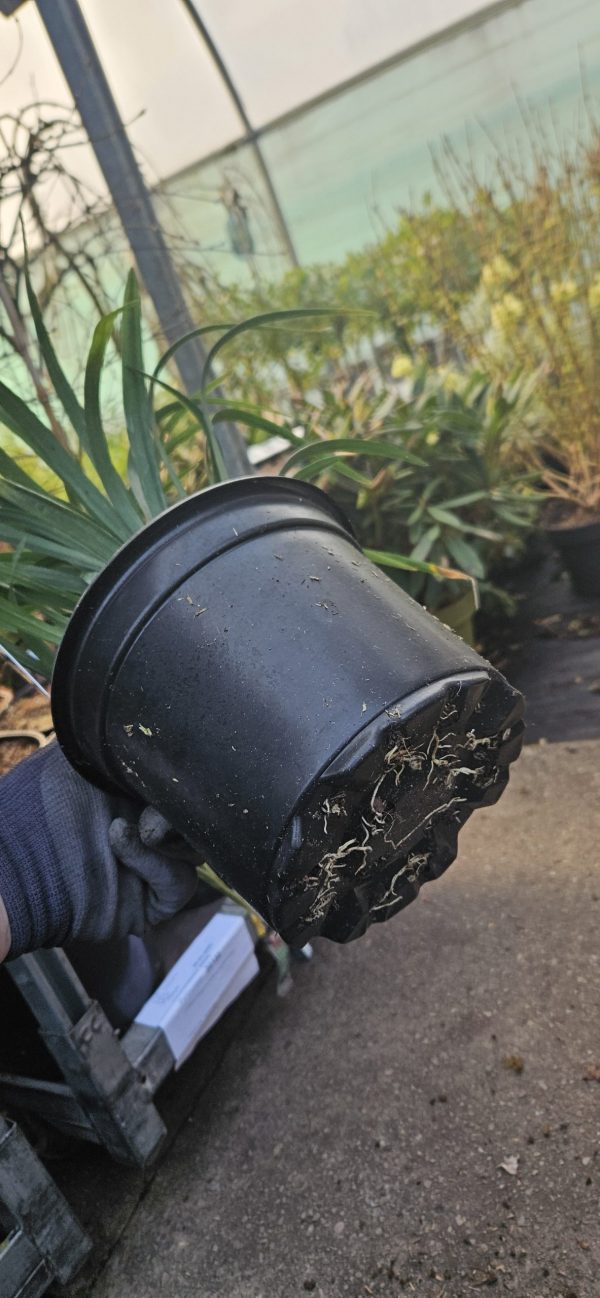 Liriope muscari 'Monroe White' Liriope muscari 'Monroe White'