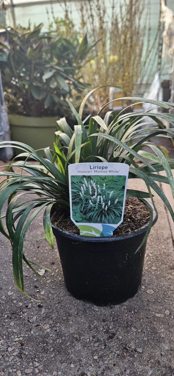 Liriope muscari 'Monroe White'2 Liriope muscari 'Monroe White'