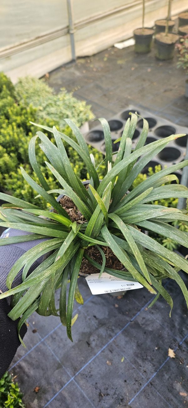 Liriope muscari 'Monroe White'3 Liriope muscari 'Monroe White'