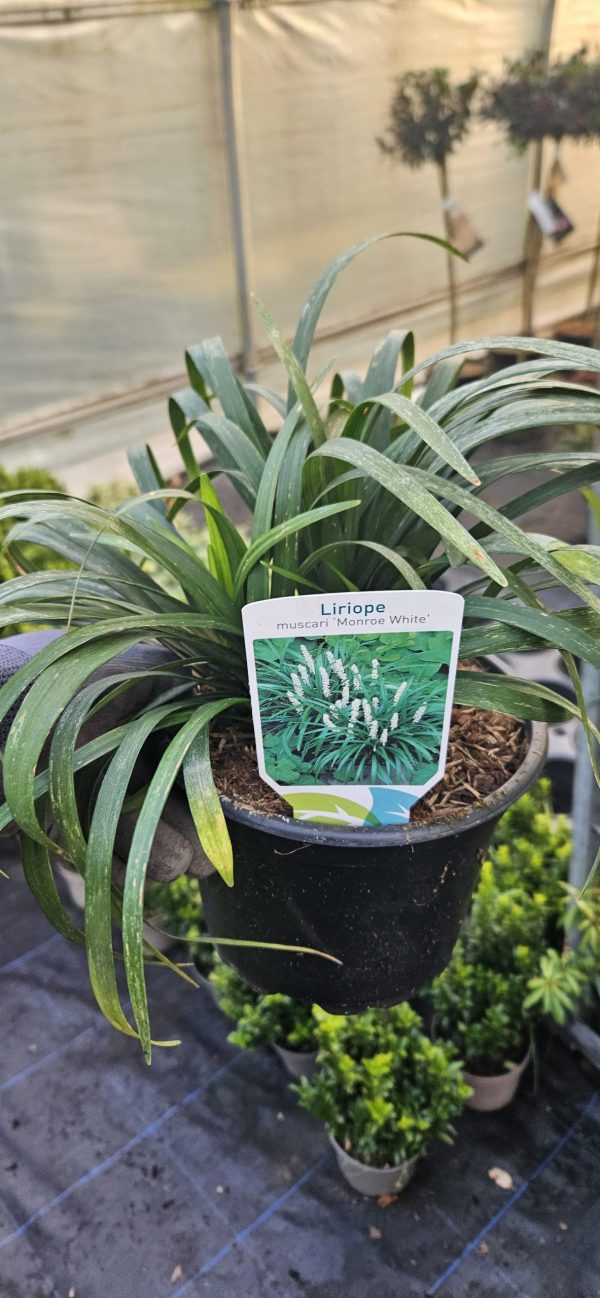 Liriope muscari 'Monroe White'4 Liriope muscari 'Monroe White'
