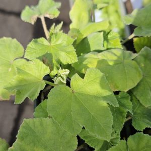 Malva × clementii 'Lavender Lady'