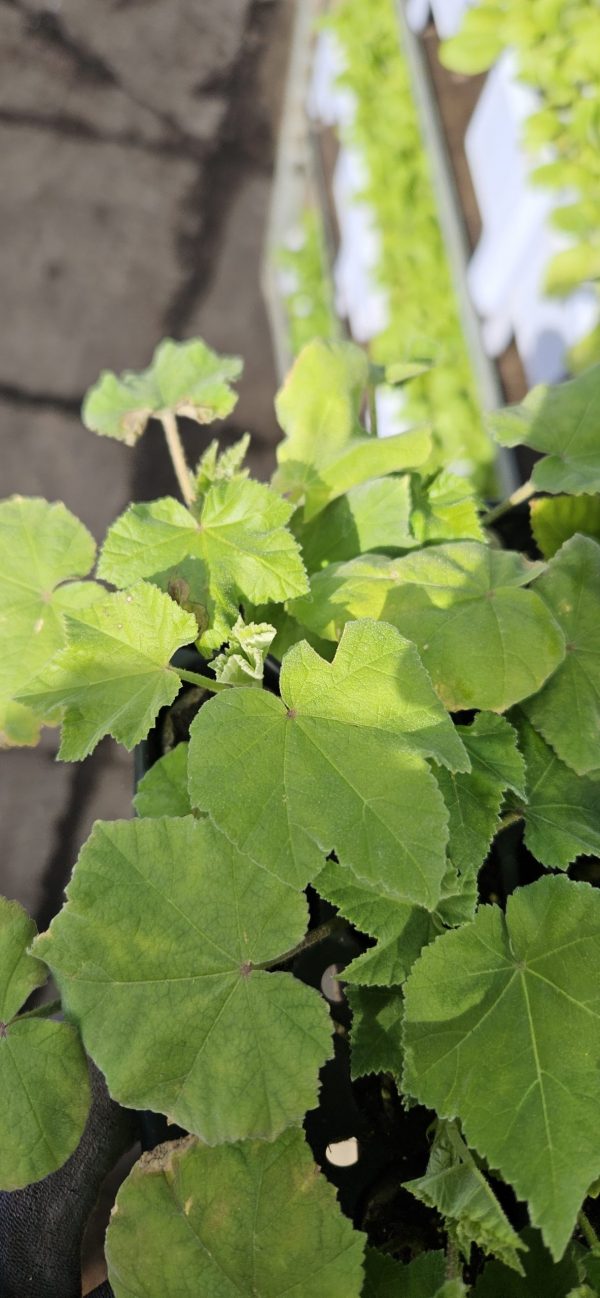 Malva × clementii 'Lavender Lady'