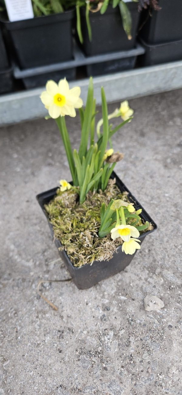 Narcissus 'Minnow'
