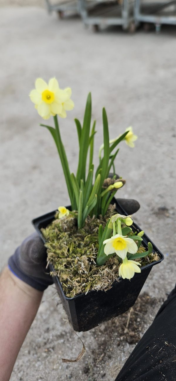 Narcissus 'Minnow'