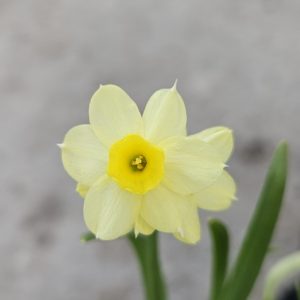 Narcissus 'Minnow'