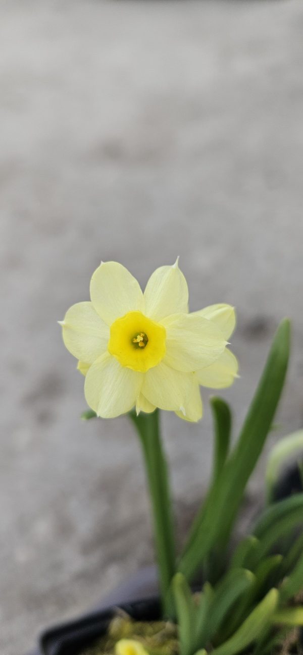 Narcissus 'Minnow'