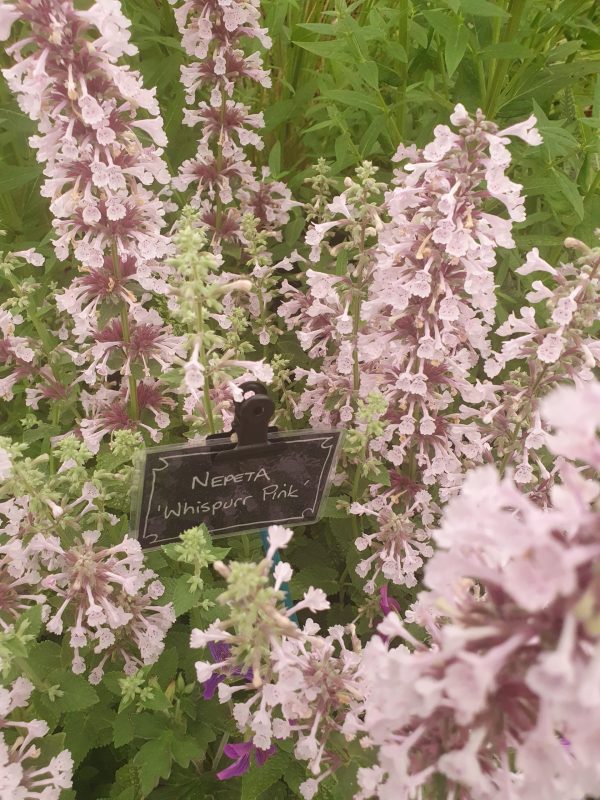 Nepeta 'Whispurr Pink' Nepeta 'Whispurr Pink'