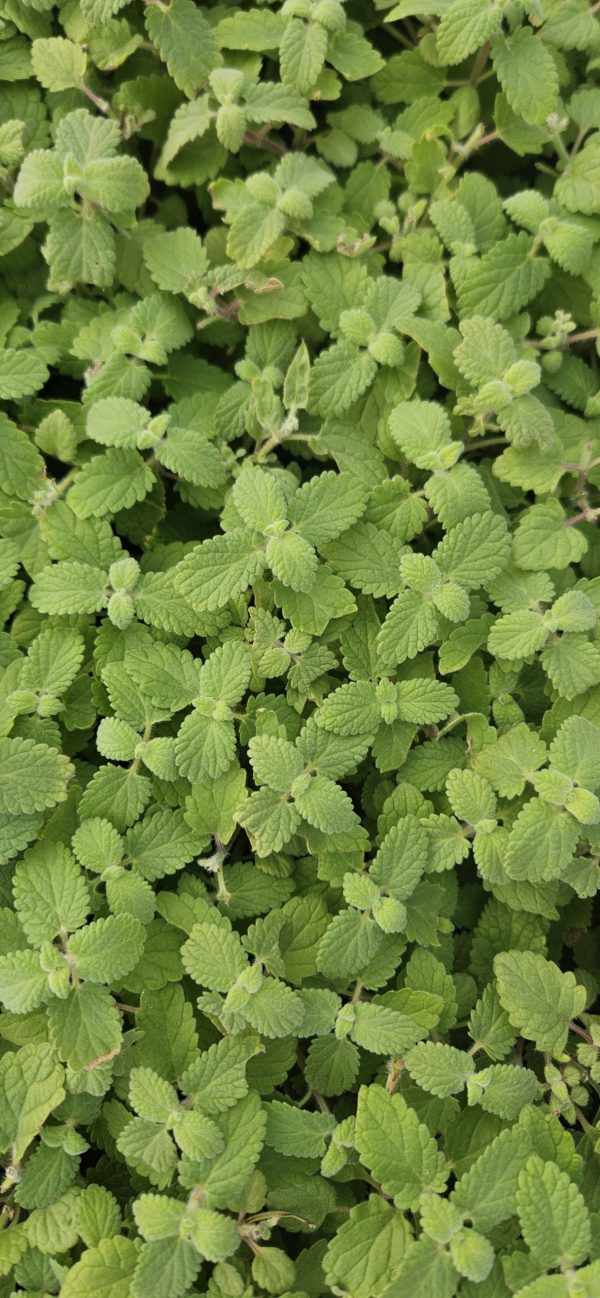 Nepeta 'Whispurr Pink'2 Nepeta 'Whispurr Pink'