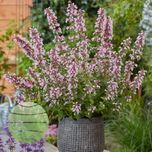 Nepeta 'Whispurr Pink'