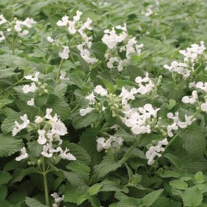 Nepeta racemosa 'Snowflake'