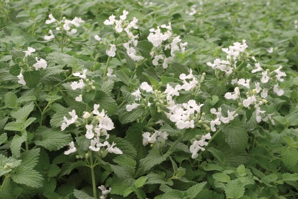 Nepeta racemosa 'Snowflake' Nepeta racemosa 'Snowflake'