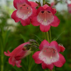 Penstemon 'Pensham Avonbelle'