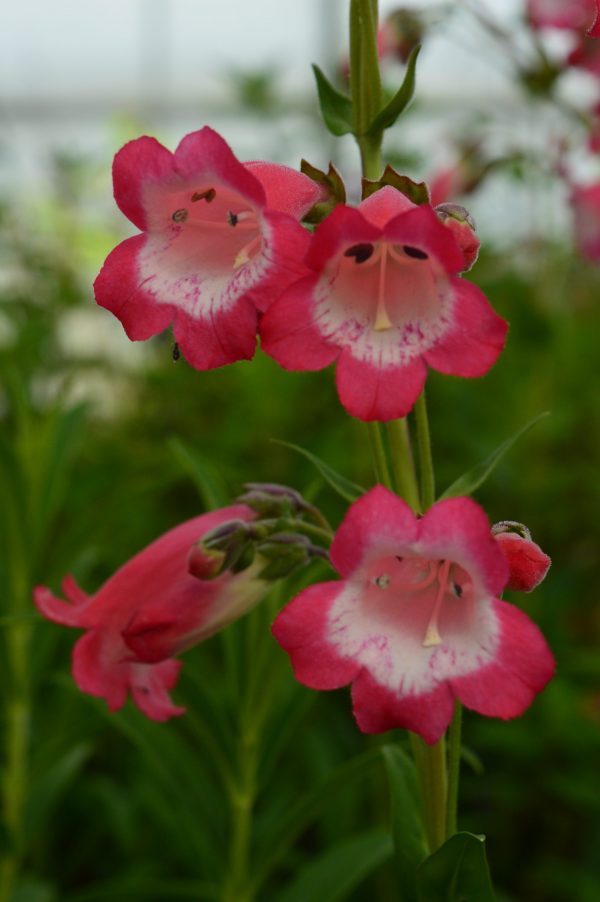 Penstemon 'Pensham Avonbelle'2 Penstemon 'Pensham Avonbelle'
