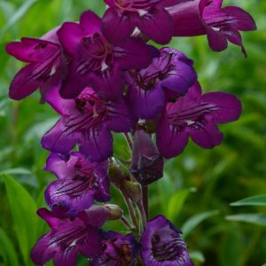 Penstemon 'Pensham Bilberry Ice'