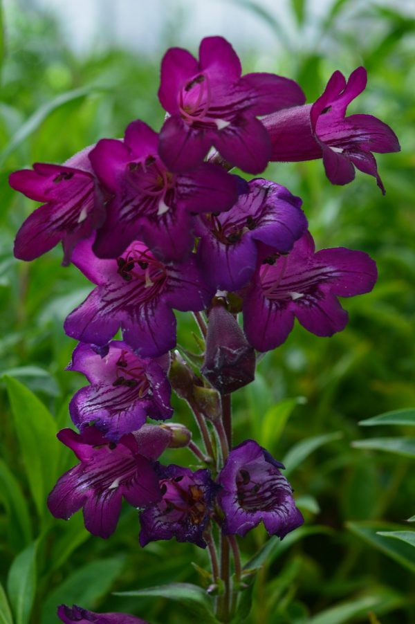 Penstemon 'Pensham Bilberry Ice'2 Penstemon 'Pensham Bilberry Ice'