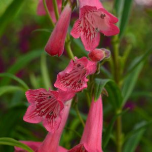Penstemon 'Pershore Pink Lady'