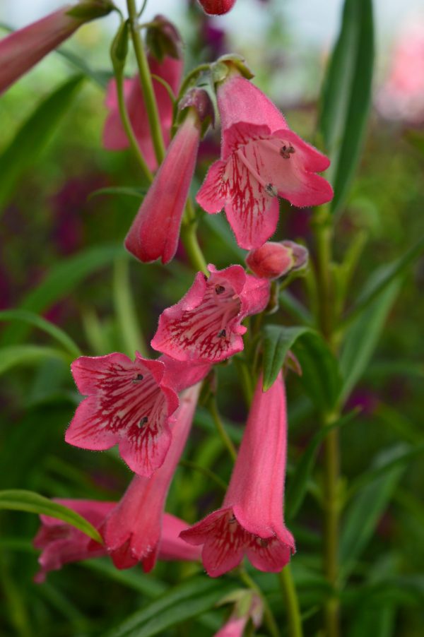 Penstemon 'Pershore Pink Lady'