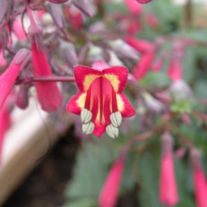 Phygelius x rectus 'Funfare Coral'