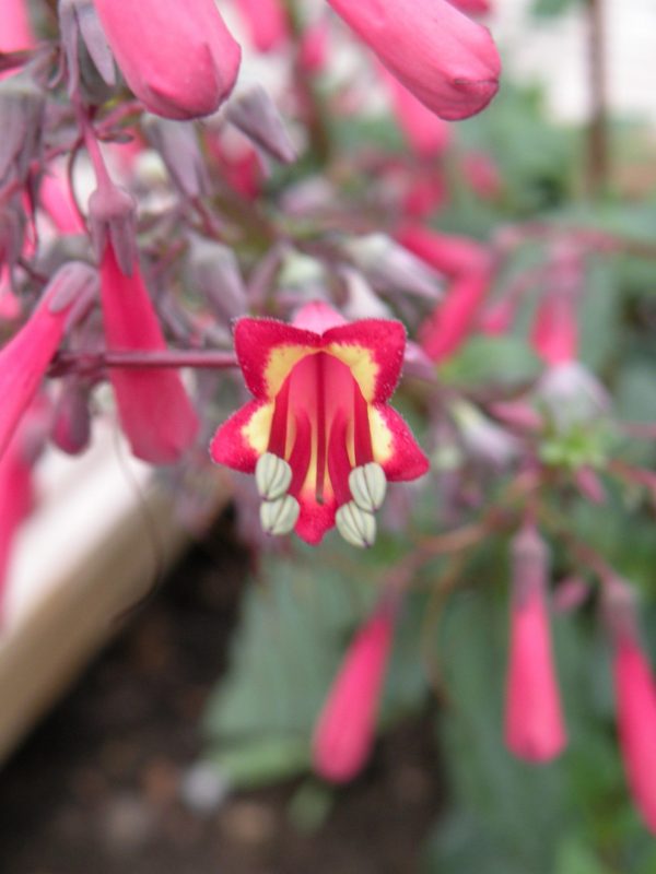 Phygelius x rectus 'Funfare Coral' Phygelius x rectus 'Funfare Coral'