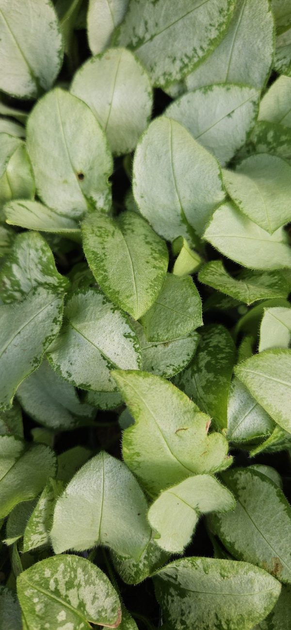 Pulmonaria 'Majeste' Pulmonaria 'Majeste'