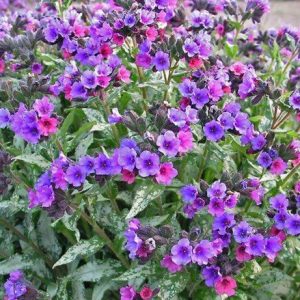 Pulmonaria 'Majeste'