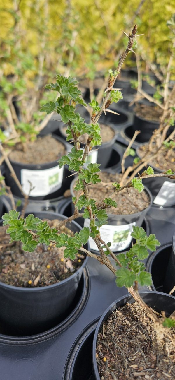 Ribes uva-crispa 'Hinnomaki Green' Ribes uva-crispa 'Hinnomaki Green'