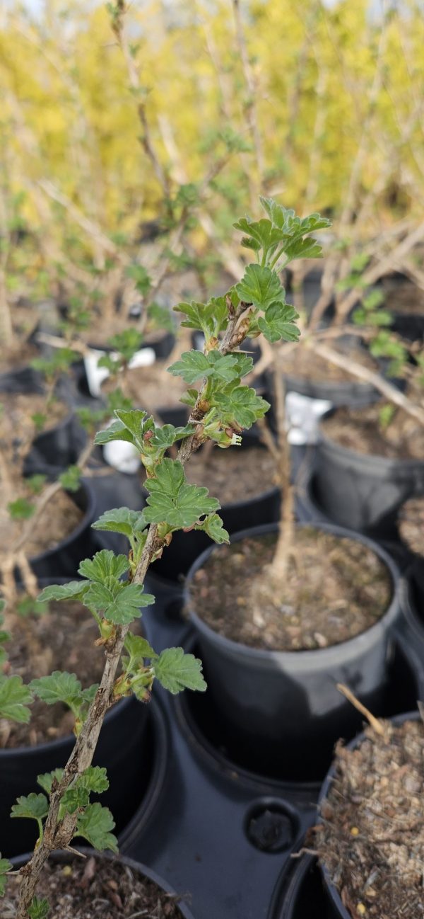 Ribes uva-crispa 'Hinnomaki Green' 2 Ribes uva-crispa 'Hinnomaki Green'