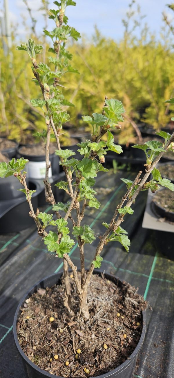 Ribes uva-crispa 'Hinnomaki Green' 3 Ribes uva-crispa 'Hinnomaki Green'