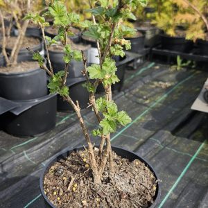 Ribes uva-crispa 'Hinnomaki Green'