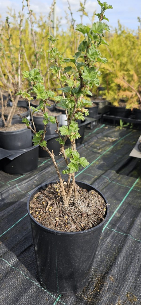 Ribes uva-crispa 'Hinnomaki Green' 4 Ribes uva-crispa 'Hinnomaki Green'
