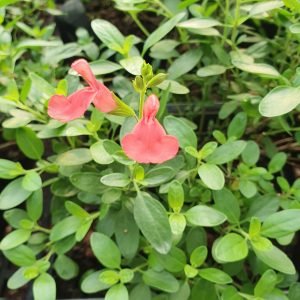 Salvia 'Apricot Spring'