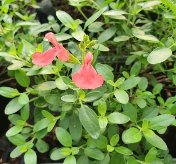 Salvia 'Apricot Spring'