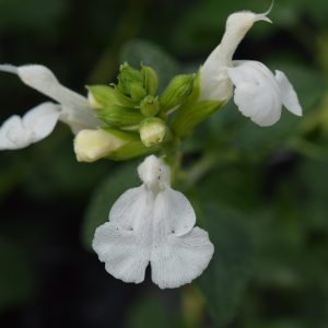 Salvia 'Chalk White'
