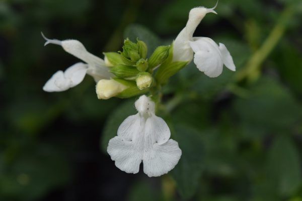 Salvia 'Chalk White' Salvia 'Chalk White'