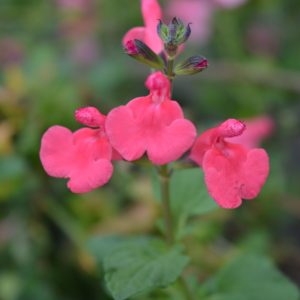Salvia 'Love Heart'