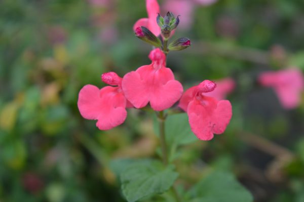 Salvia 'Love Heart'